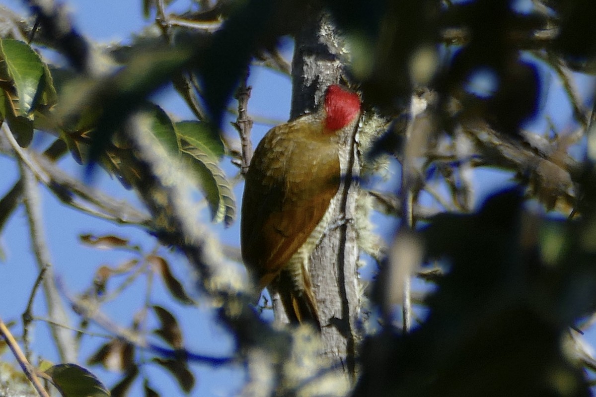 Golden-olive Woodpecker - ML338436961