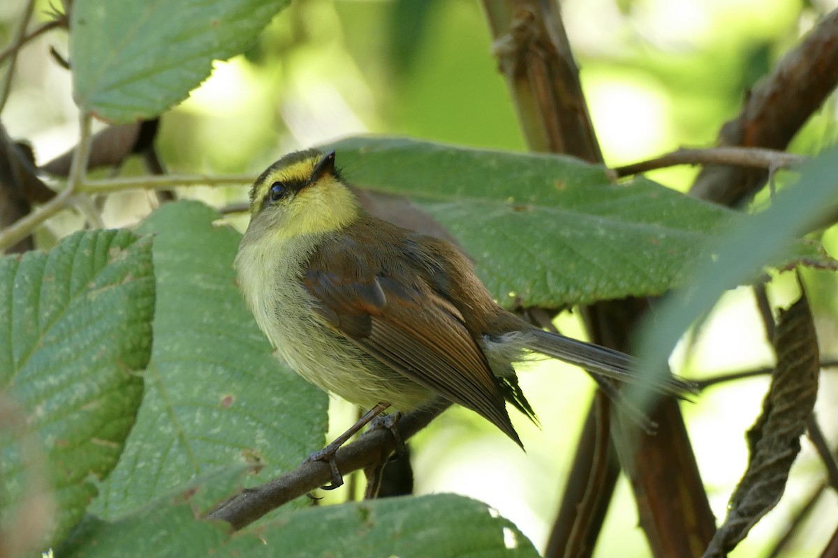 Yellow-bellied Chat-Tyrant - ML338437031