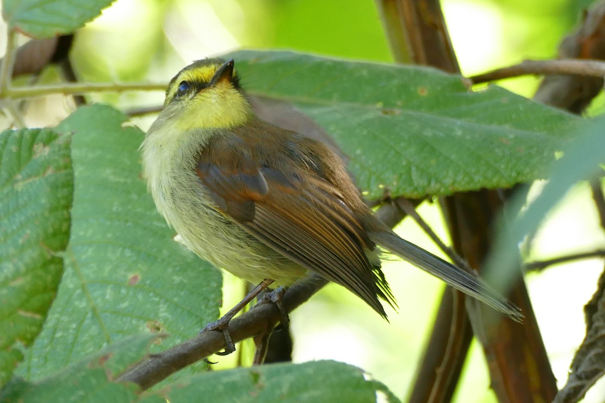 Yellow-bellied Chat-Tyrant - ML338437041