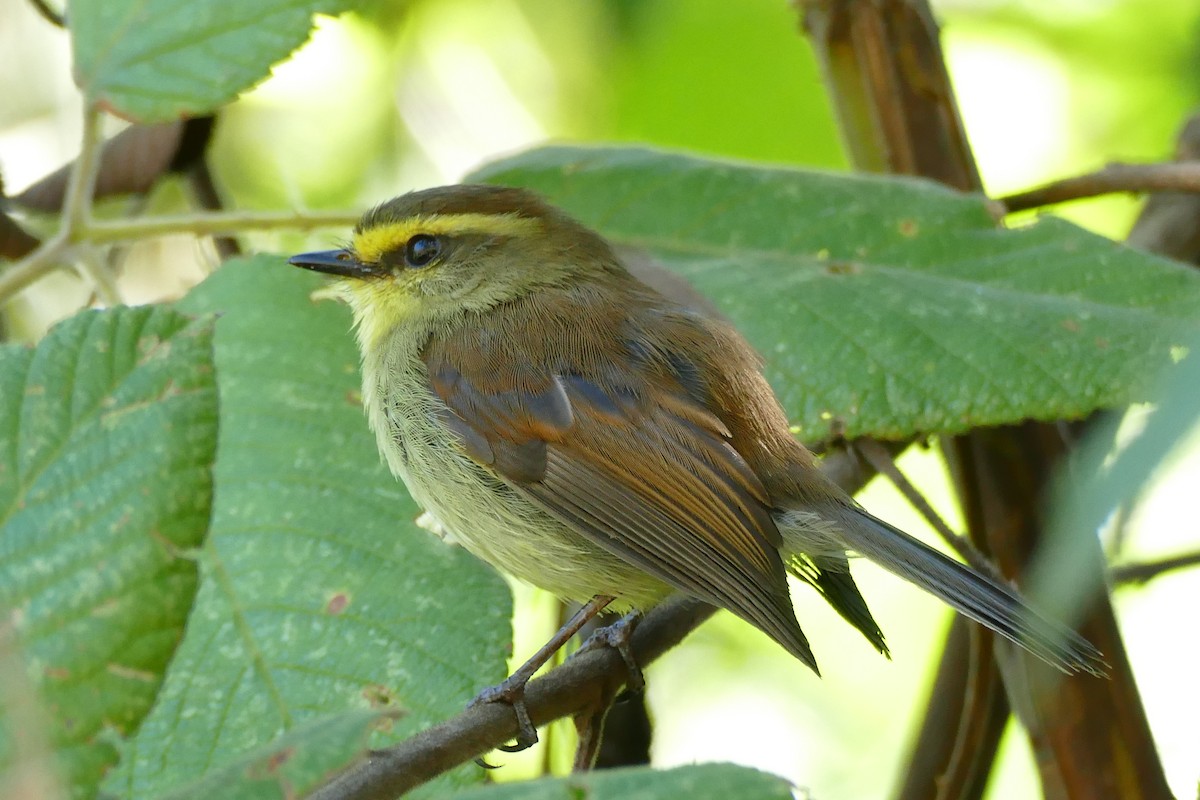 Yellow-bellied Chat-Tyrant - ML338437051