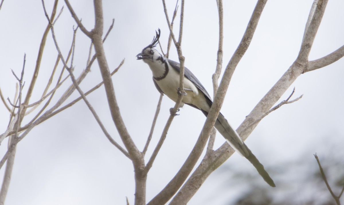 White-throated Magpie-Jay - ML338439811
