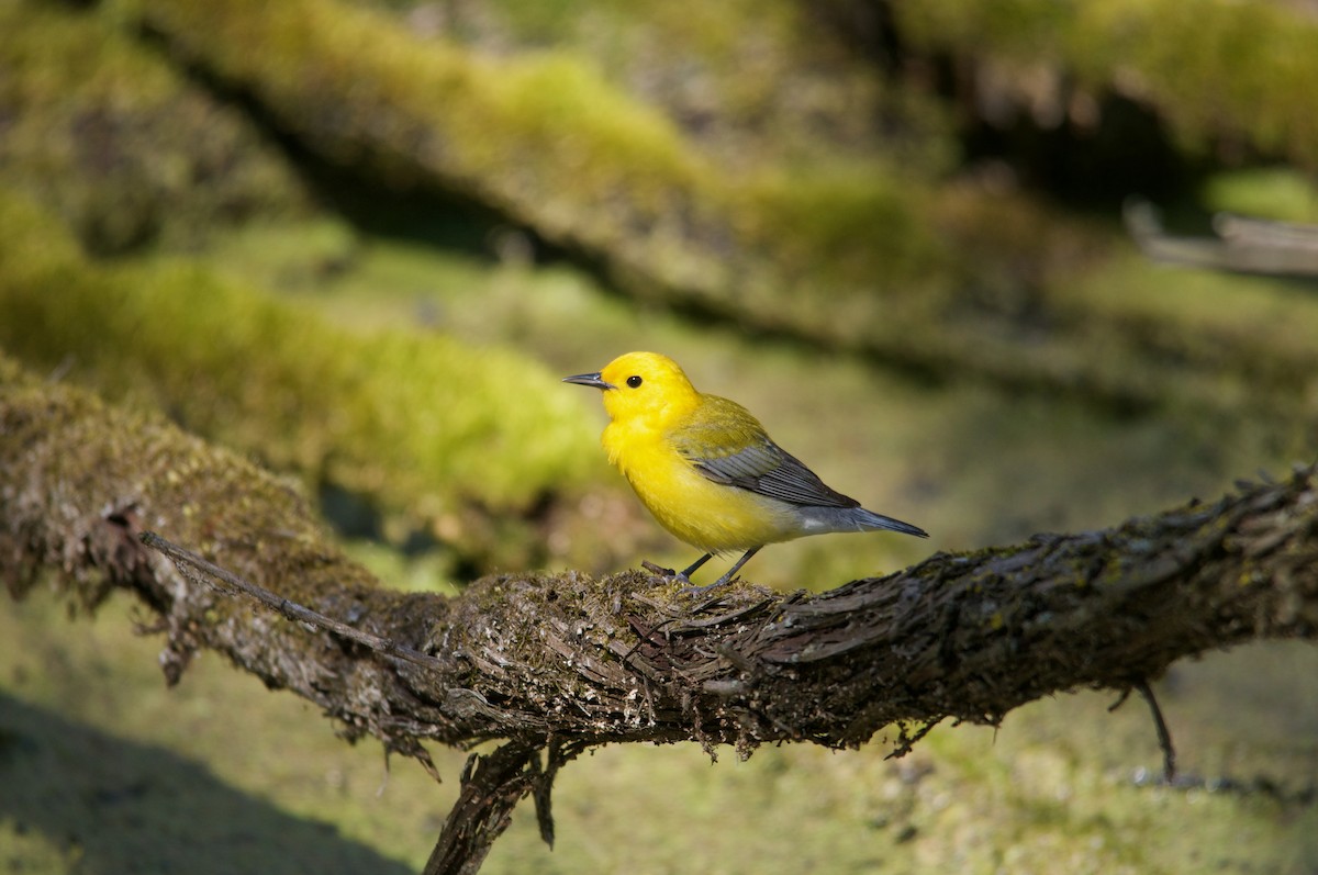 Prothonotary Warbler - ML338441011