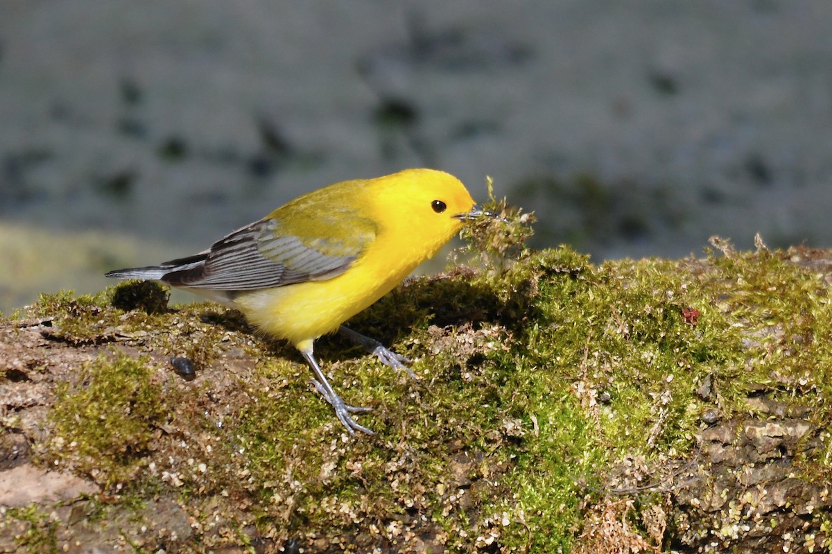 Prothonotary Warbler - ML338441161