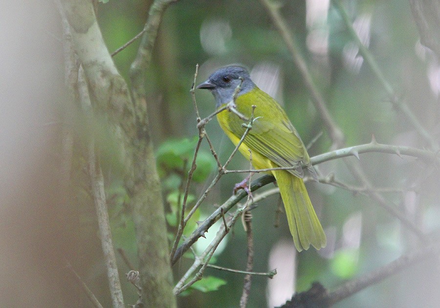Gray-headed Tanager - Tim Avery
