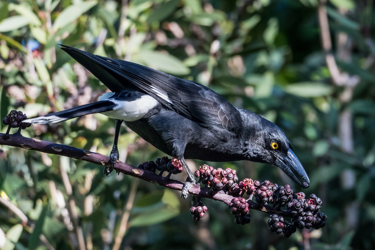 Pied Currawong - ML338442191