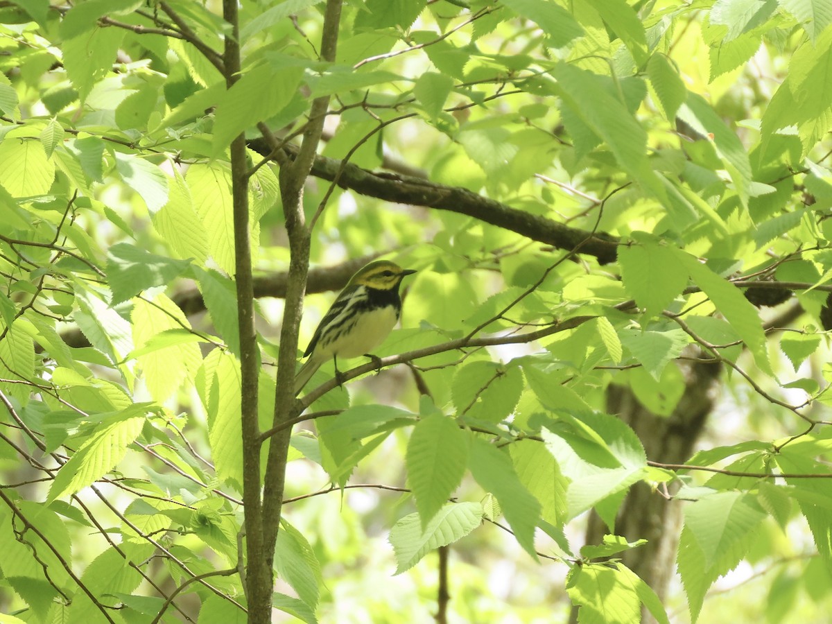 Black-throated Green Warbler - Jean Neely