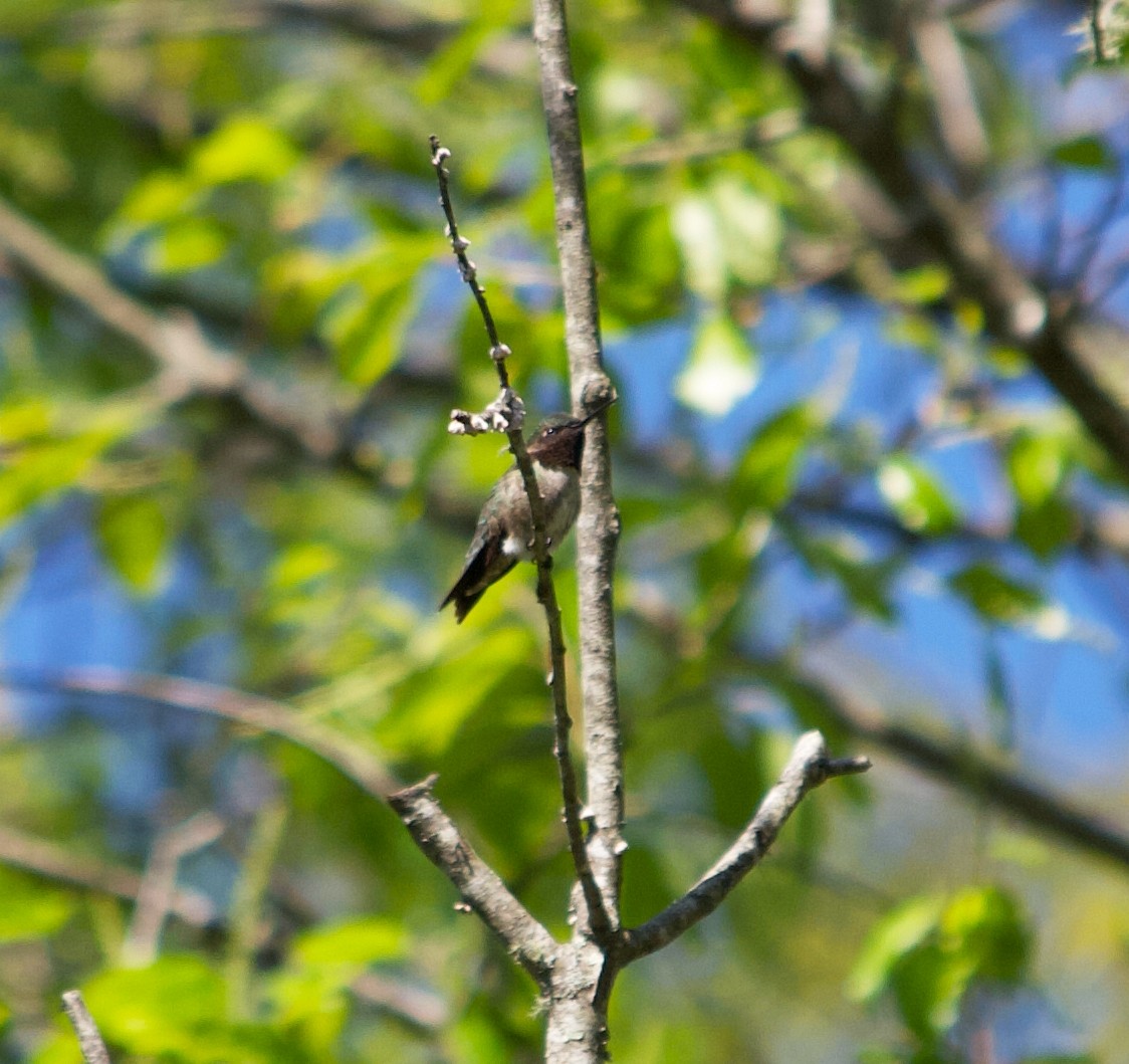 Ruby-throated Hummingbird - Alan Desbonnet
