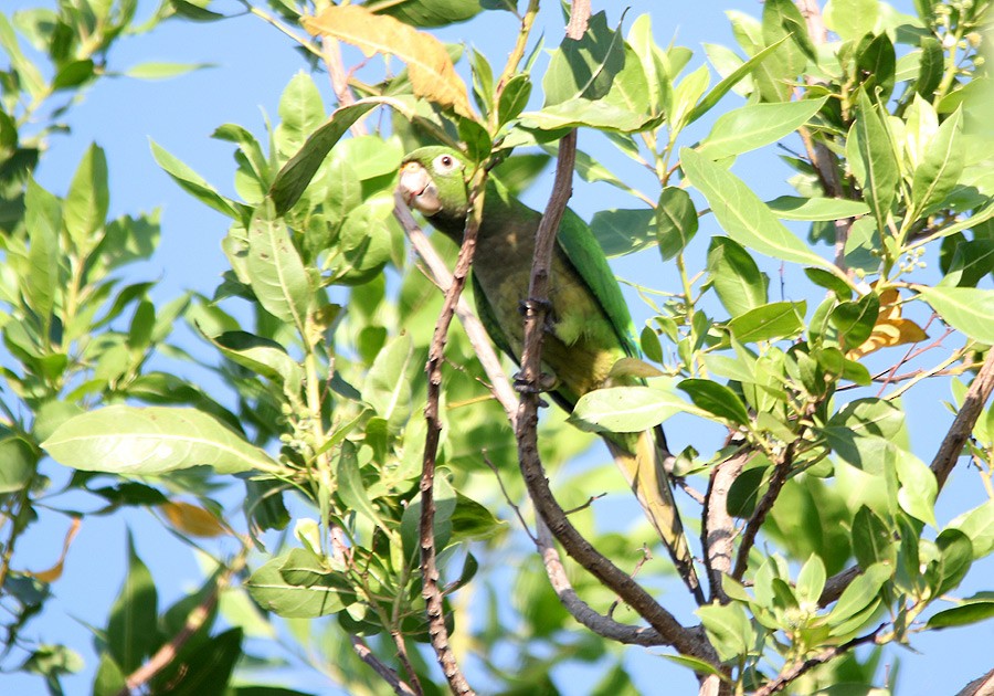 Olive-throated Parakeet - Tim Avery