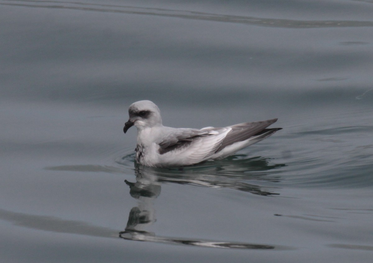 Fork-tailed Storm-Petrel - ML33844771