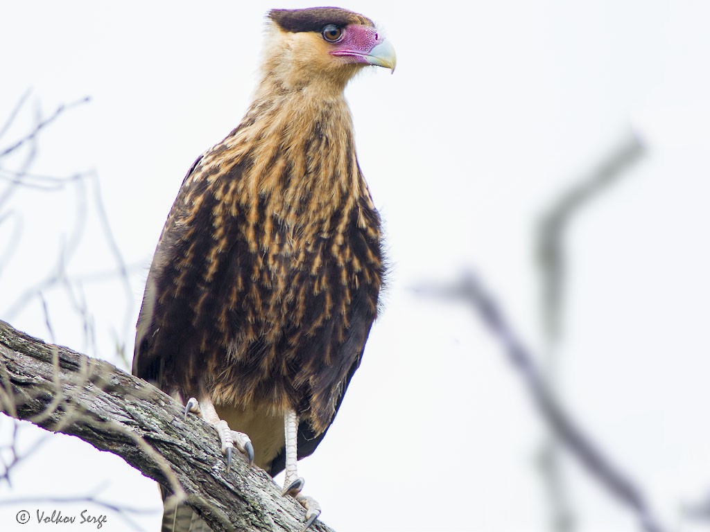 Crested Caracara (Southern) - ML338449801