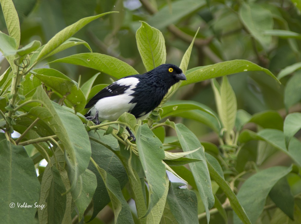 Magpie Tanager - ML338449831