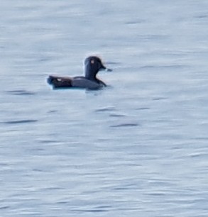 Ring-necked Duck - ML338453001