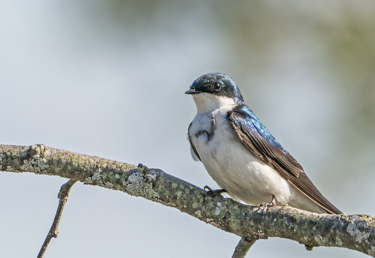 swallow sp. - Mike Losacco