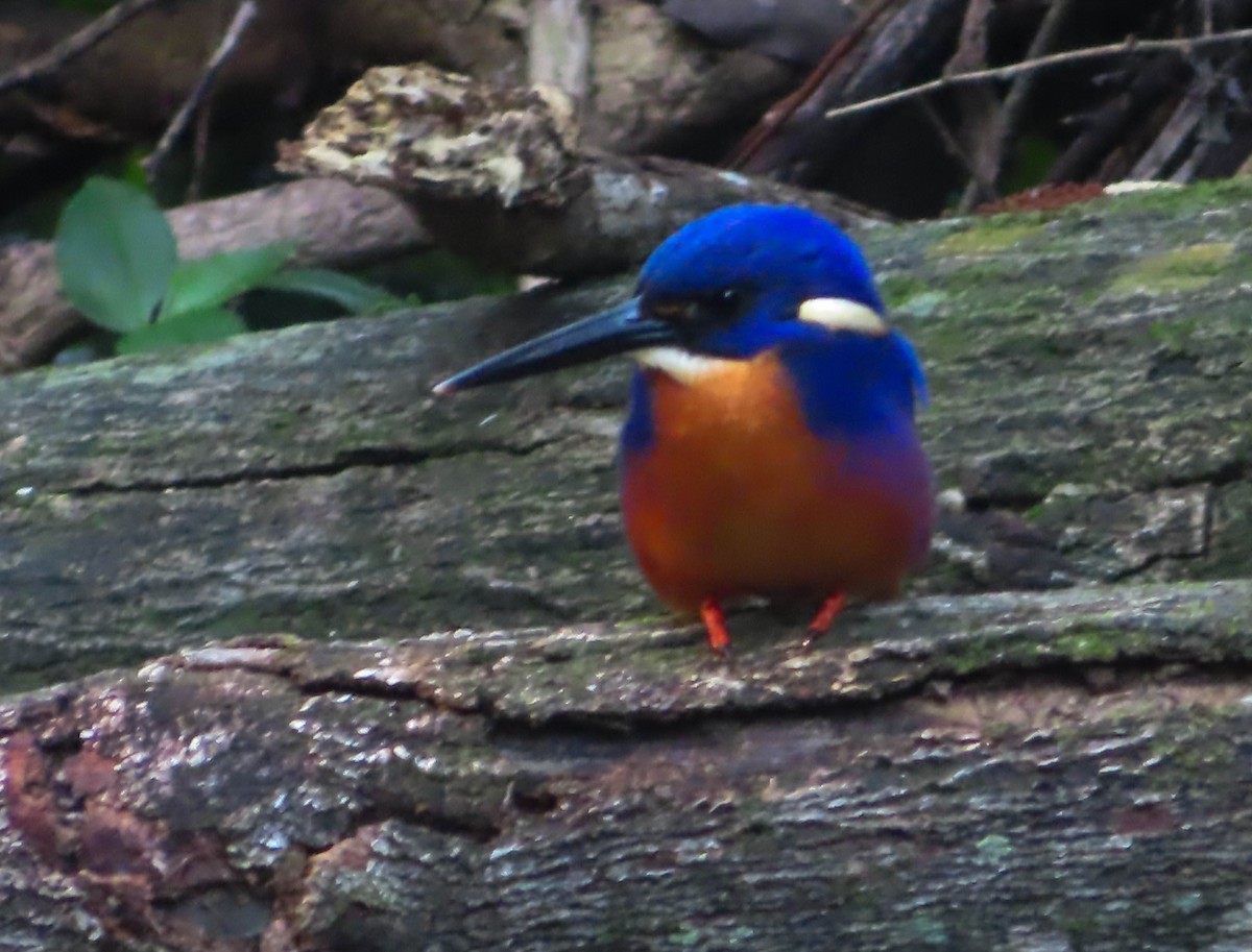 Azure Kingfisher - Paul Dobbie