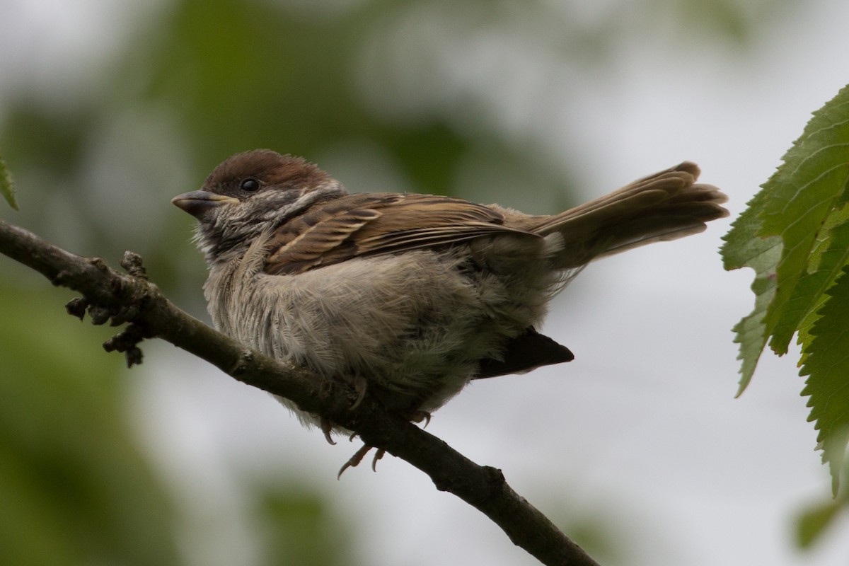 Eurasian Tree Sparrow - ML338463771