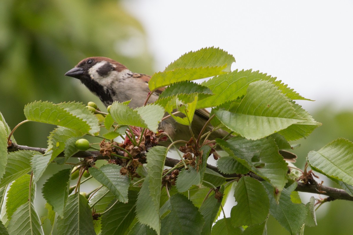 Eurasian Tree Sparrow - ML338463791