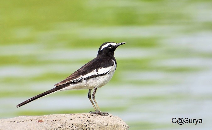 White-browed Wagtail - ML338463831
