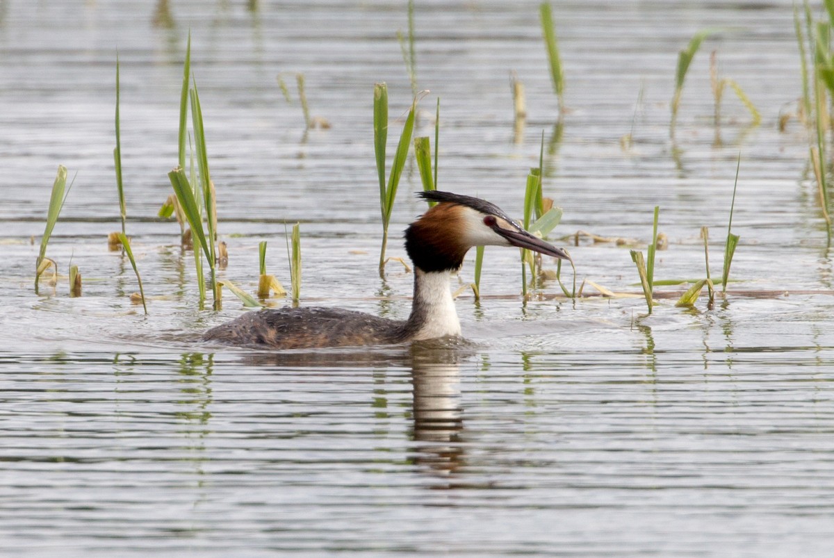 Great Crested Grebe - ML338464221
