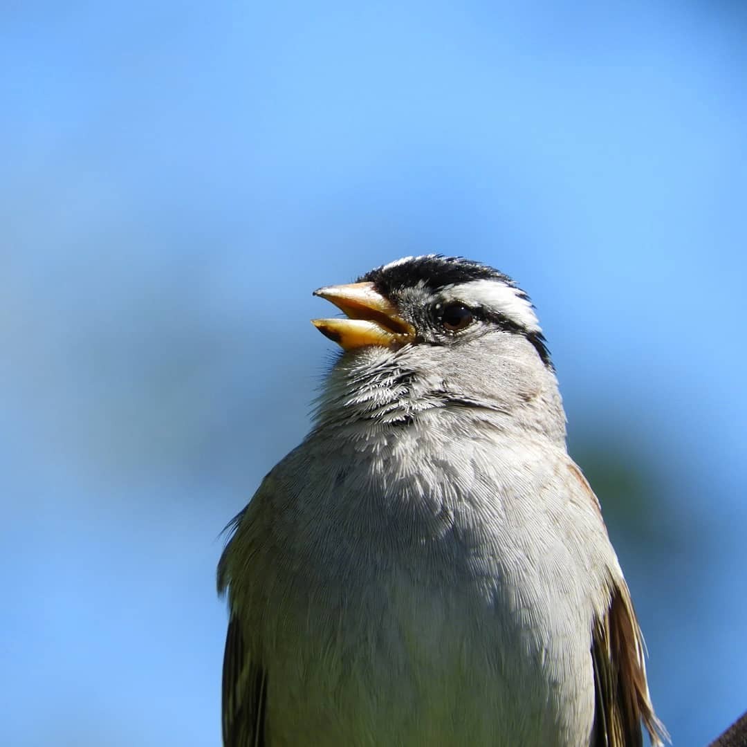 White-crowned Sparrow (pugetensis) - Paul Kendal