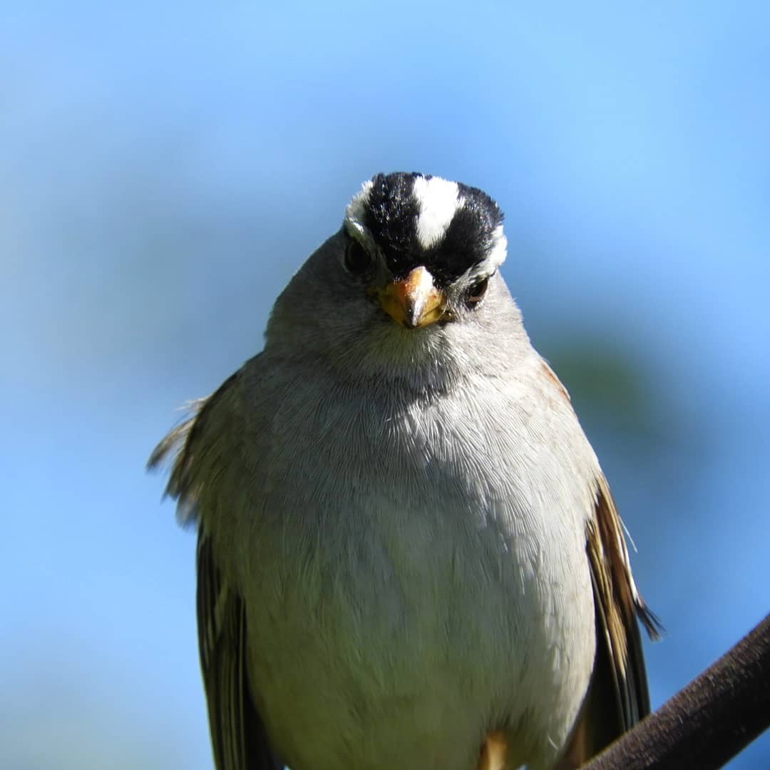 White-crowned Sparrow (pugetensis) - ML338465091