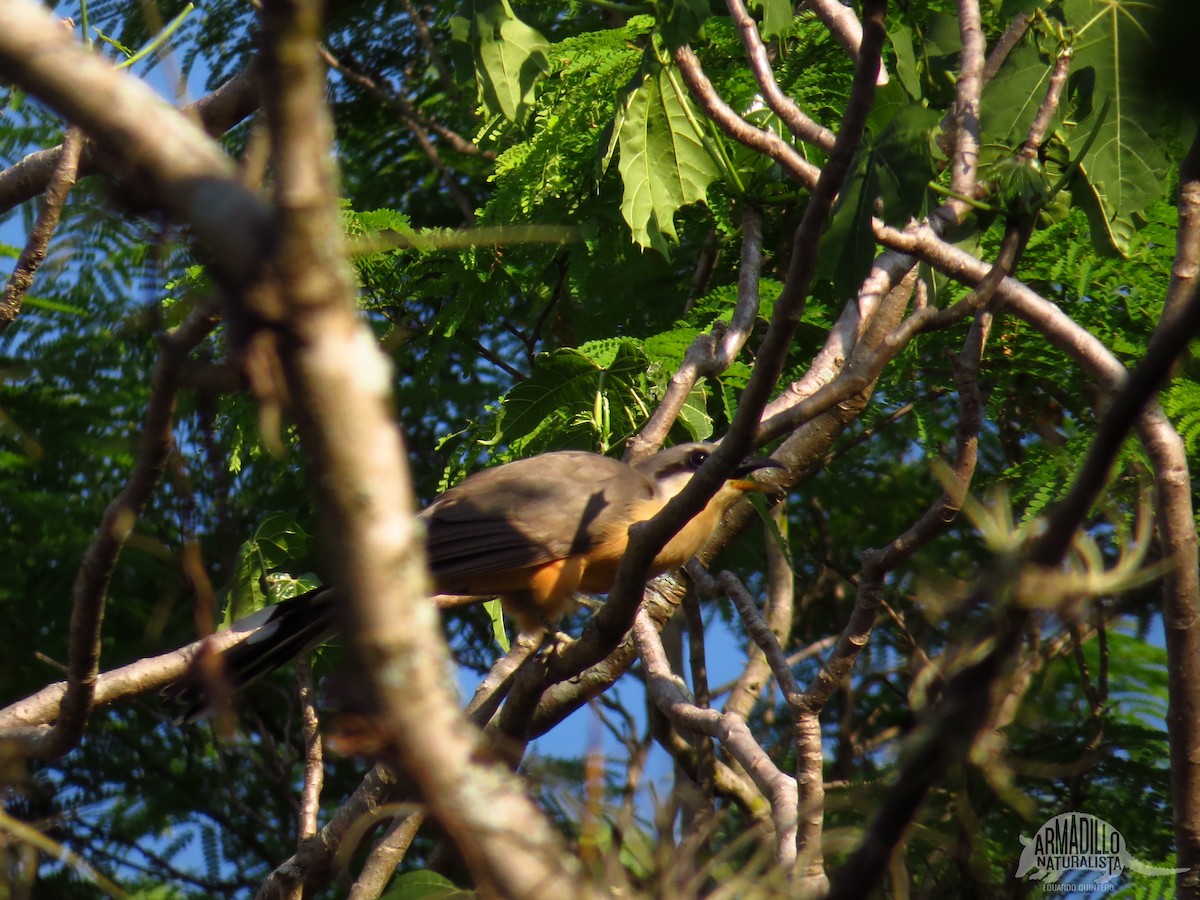 Mangrove Cuckoo - ML33846601