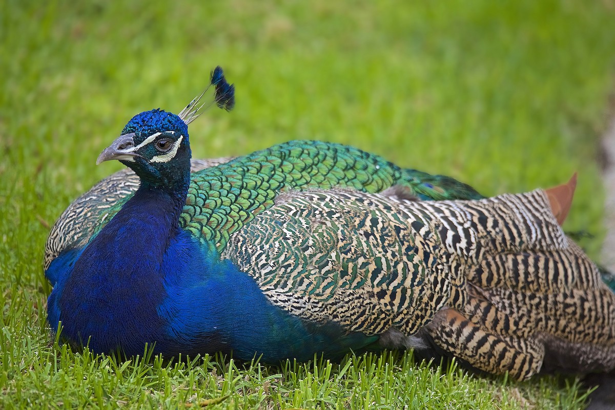 Indian Peafowl (Domestic type) - Warren Lynn