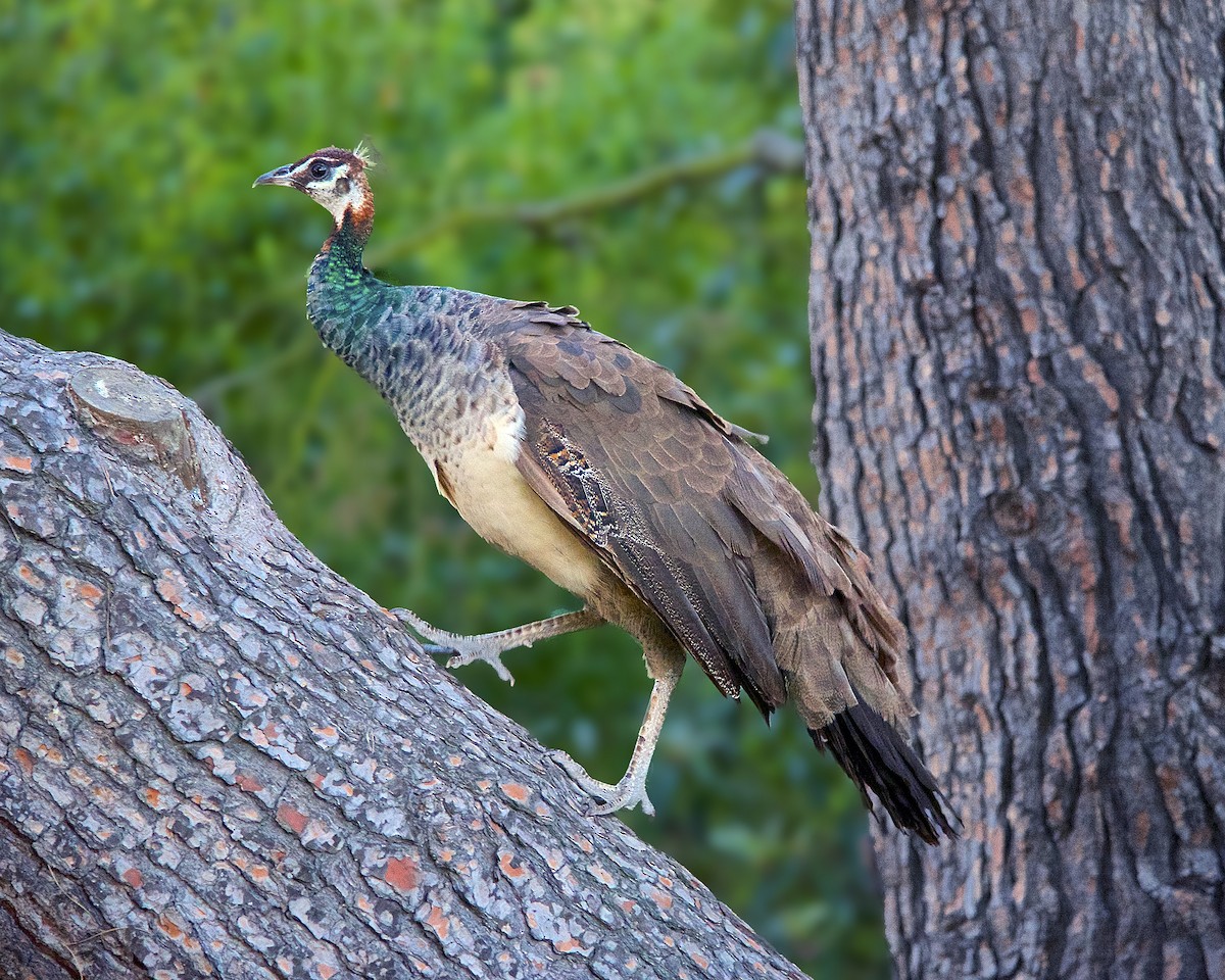 Indian Peafowl (Domestic type) - ML33847051