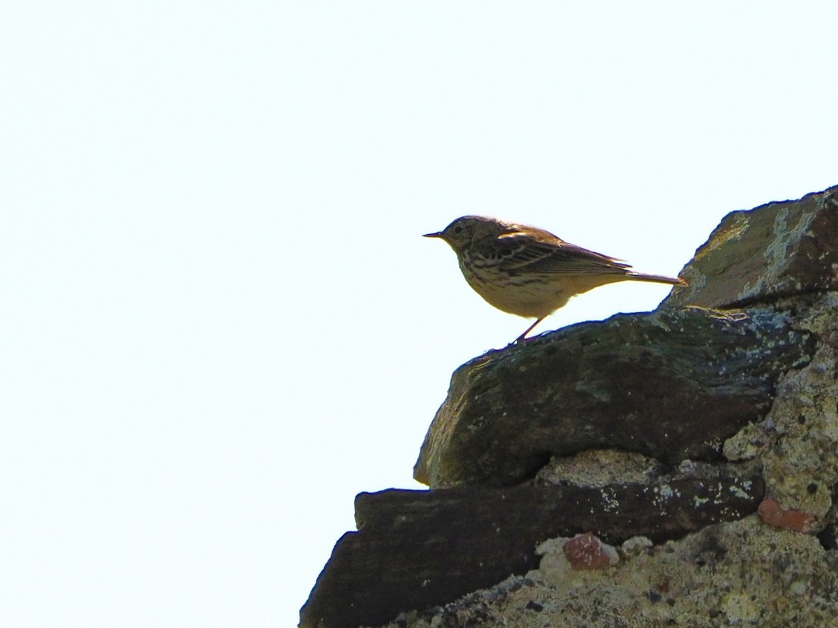 Meadow Pipit - ML338470541