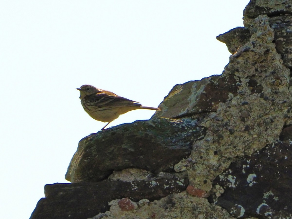 Meadow Pipit - ML338470551