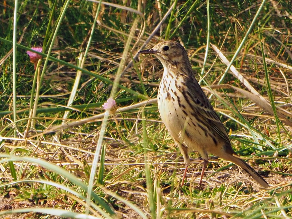 Meadow Pipit - ML338470561
