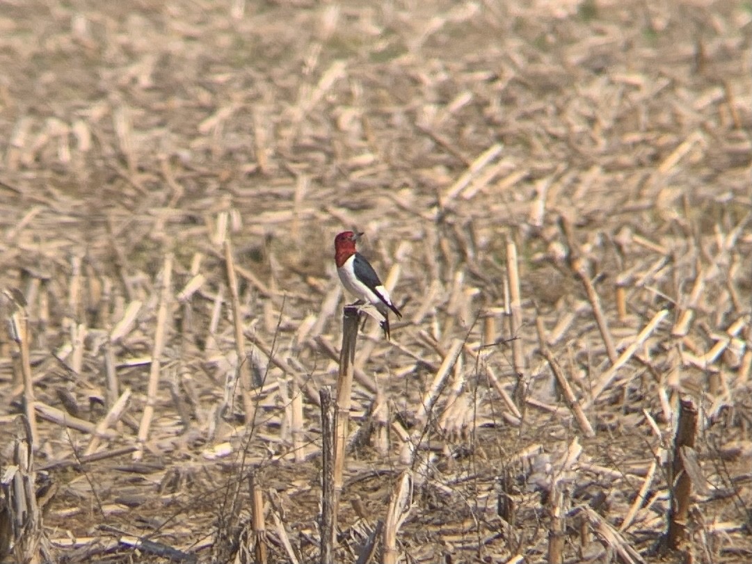 Red-headed Woodpecker - ML338470821