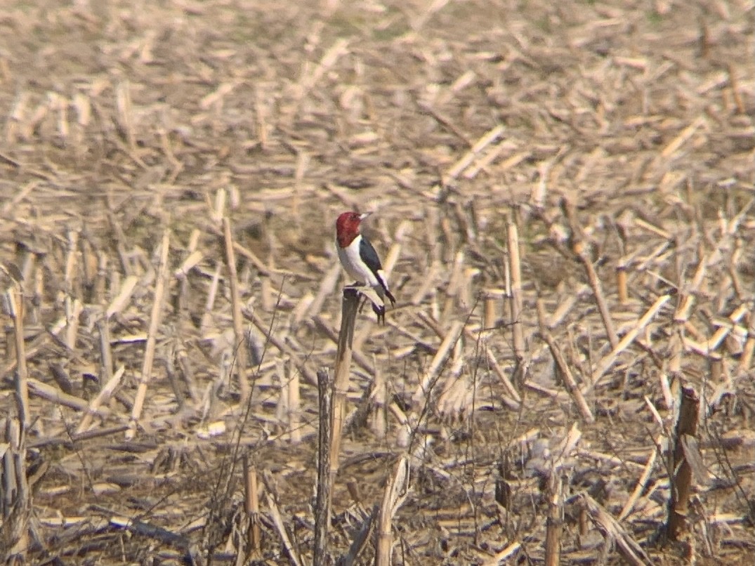 Red-headed Woodpecker - ML338470831