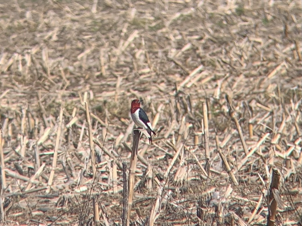 Red-headed Woodpecker - ML338470841