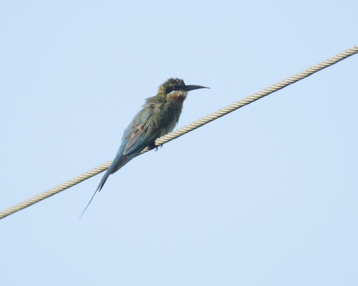 Blue-tailed Bee-eater - Shakti - Tribesmen.in