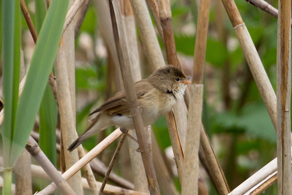 Common Reed Warbler - ML338472661