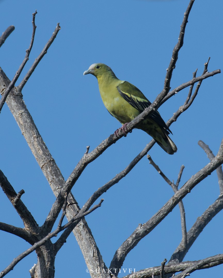 Andaman Green-Pigeon - ML338473111