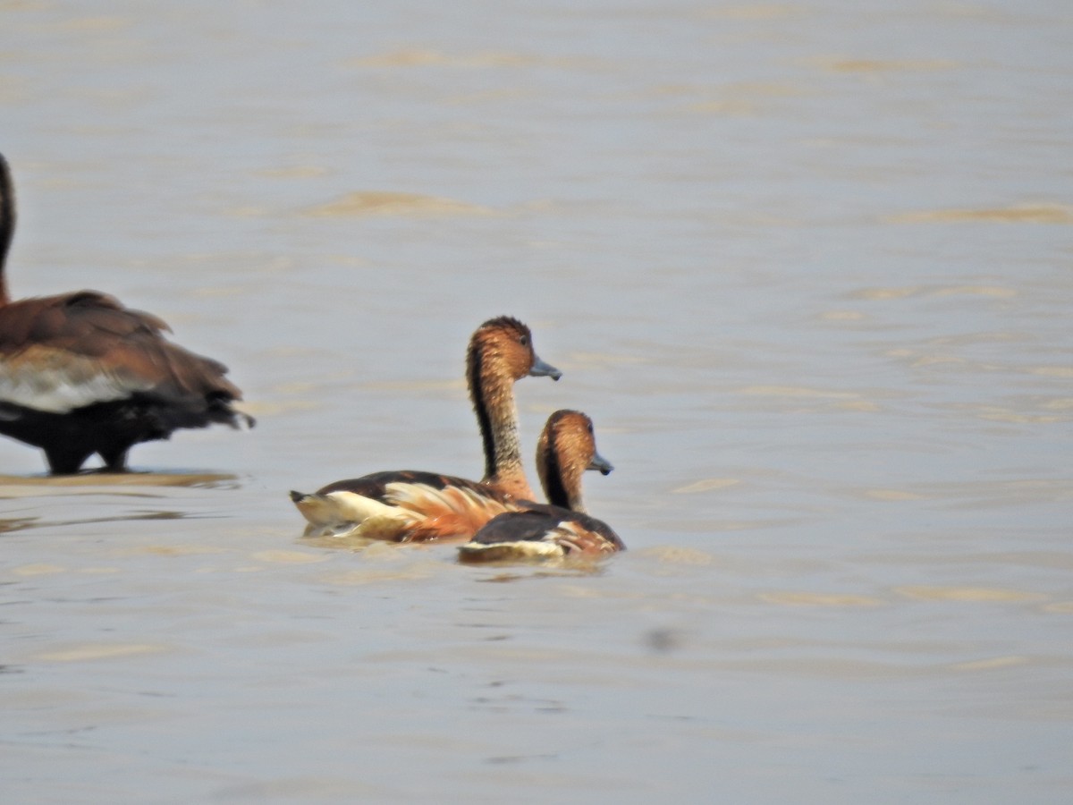 Fulvous Whistling-Duck - ML338479421