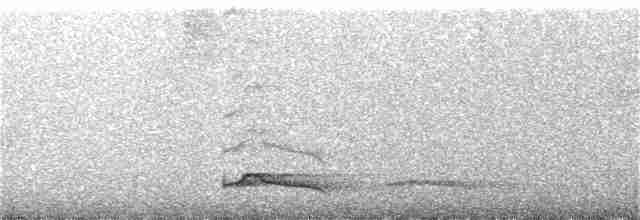 Long-tailed Manakin - ML338483671