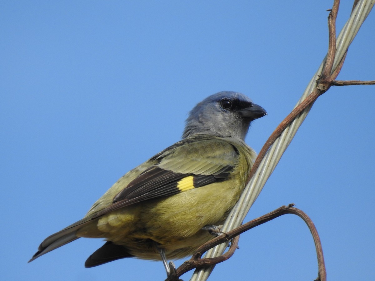 Yellow-winged Tanager - ML338484031