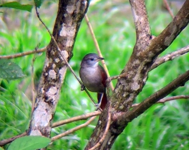 Plain-crowned Spinetail - ML338489101