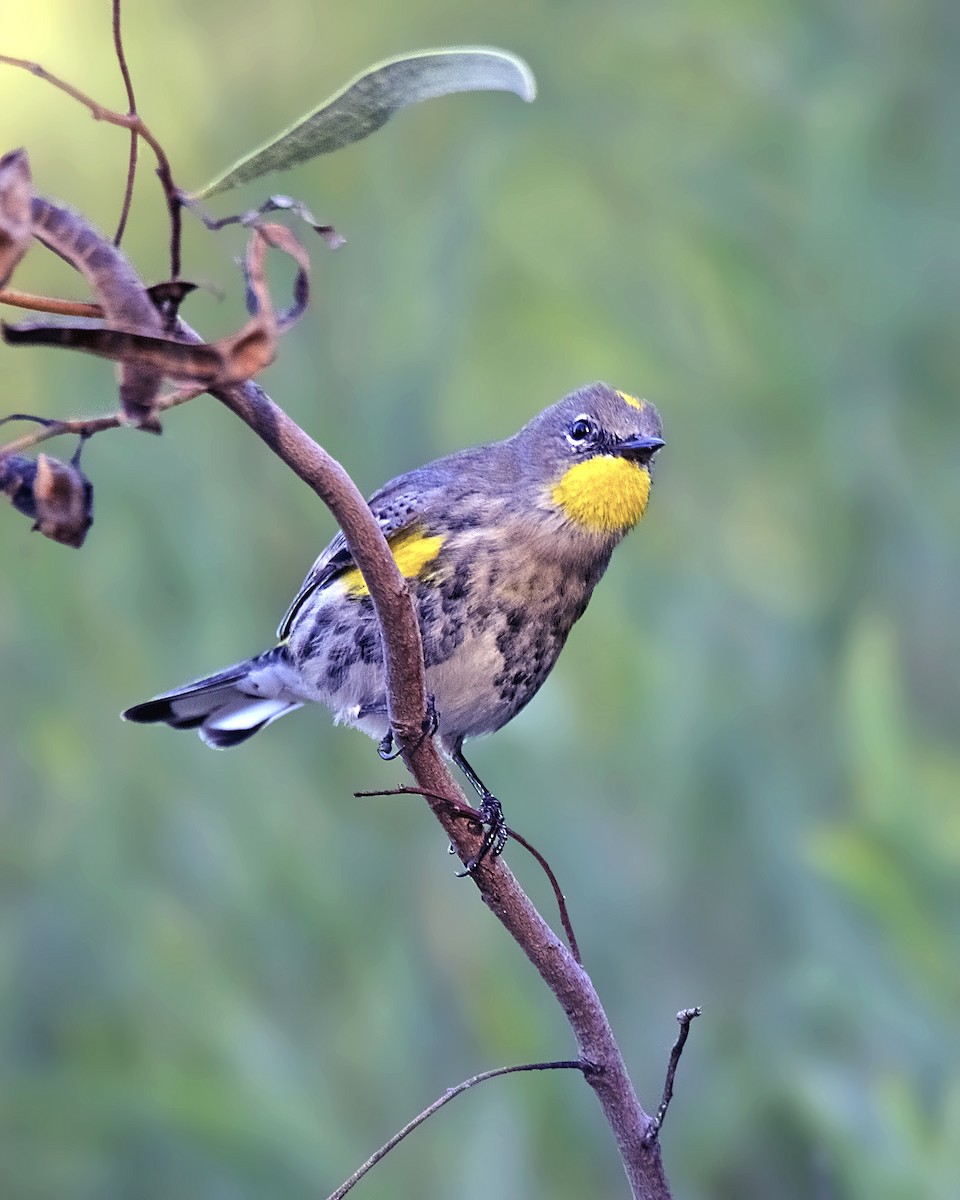 Yellow-rumped Warbler - Warren Lynn