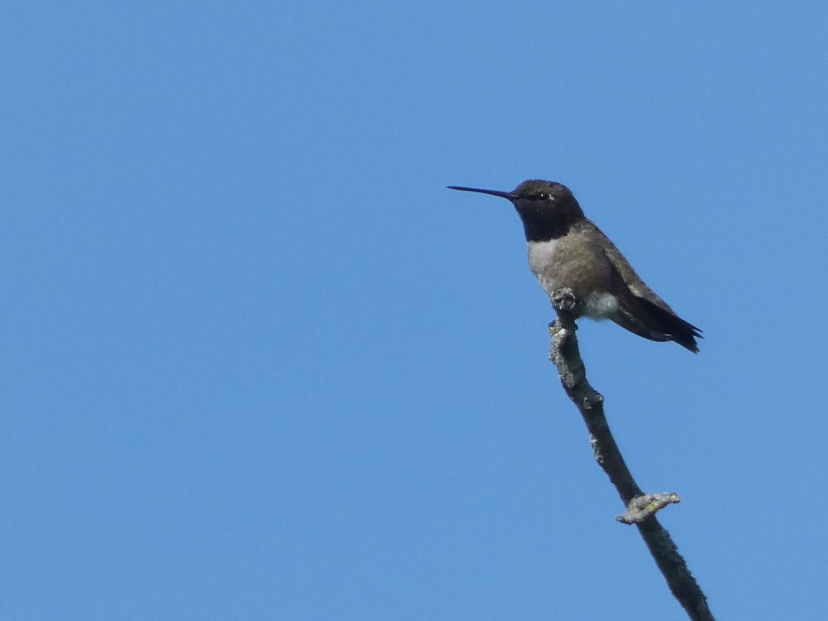 Black-chinned Hummingbird - ML338495831