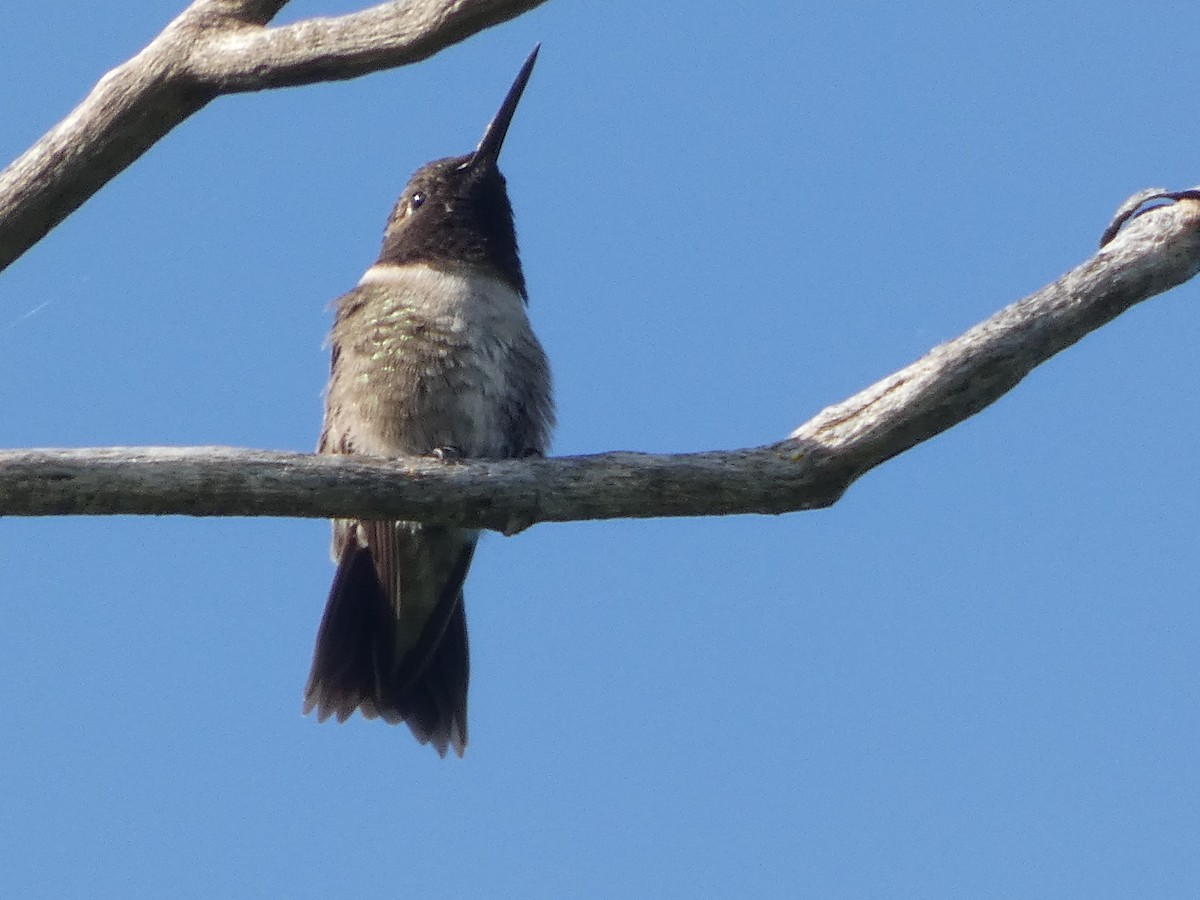 Black-chinned Hummingbird - ML338495841