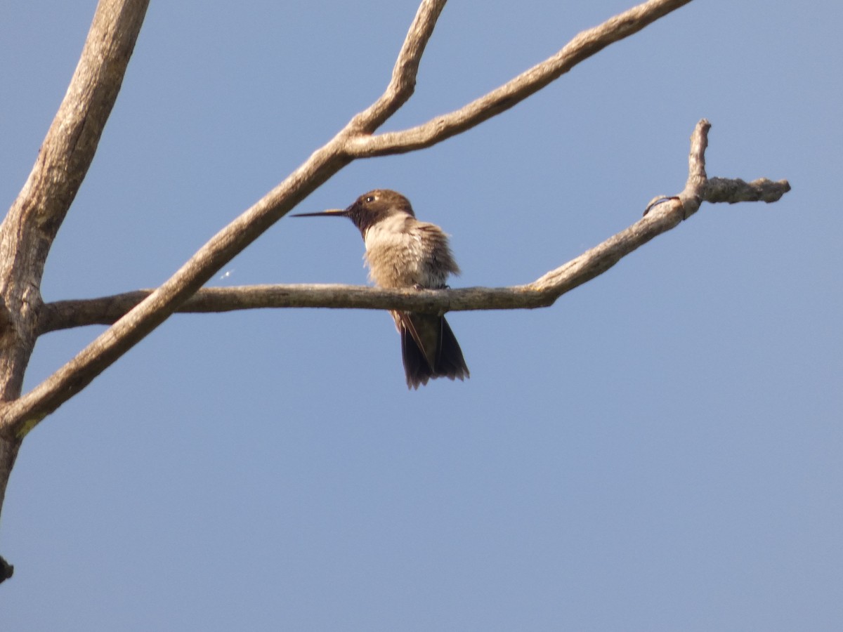 Black-chinned Hummingbird - ML338495861