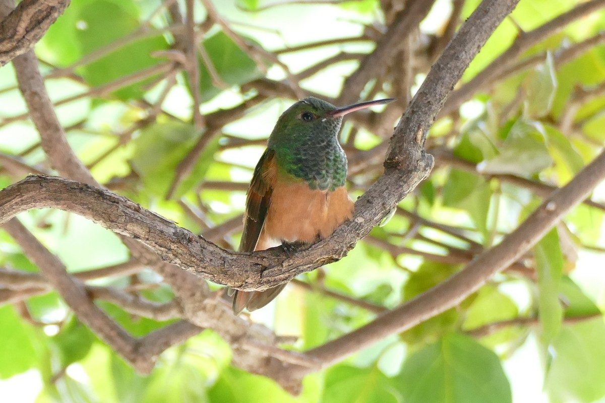 Chestnut-bellied Hummingbird - ML338500221