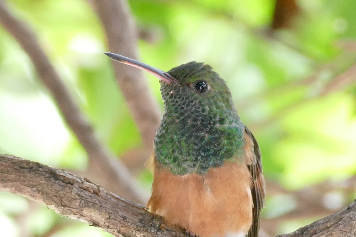 Chestnut-bellied Hummingbird - ML338500371