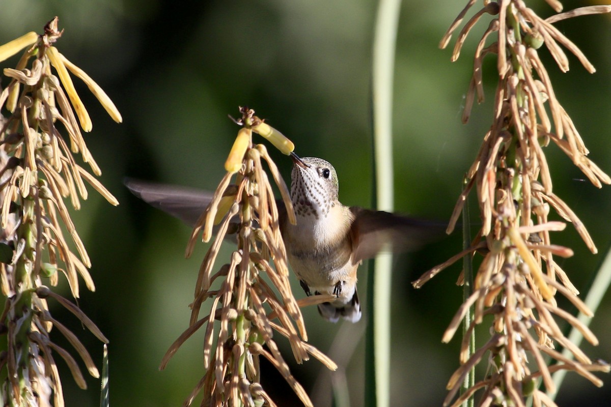 Calliope Hummingbird - Patti Wood