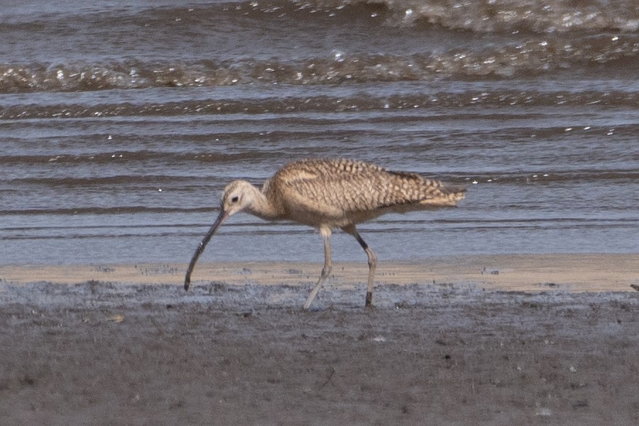 Long-billed Curlew - ML338503401