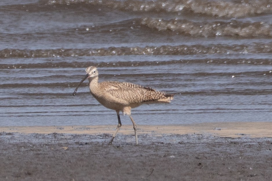 Long-billed Curlew - ML338503411