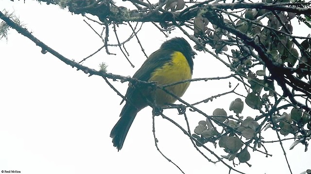 Black-chested Mountain Tanager - ML338504131